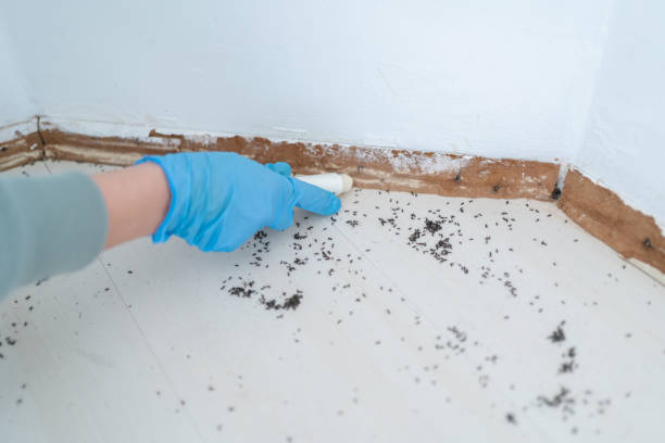 Best Flea Control Services  in Roslyn Heights, NY